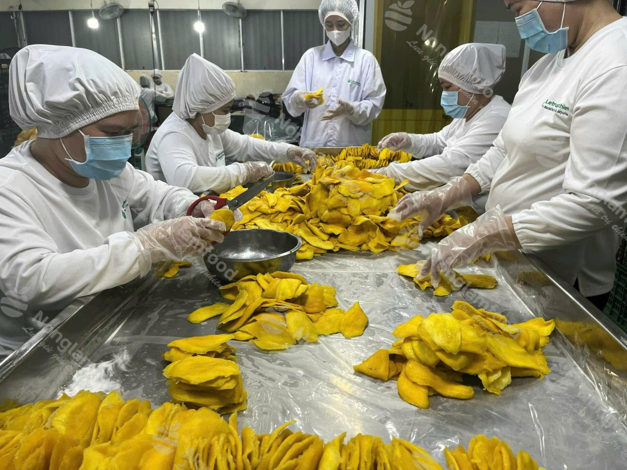 농람푸드 소프트 건망고 선별 작업